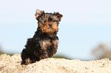 YORKSHIRE TERRIER 016